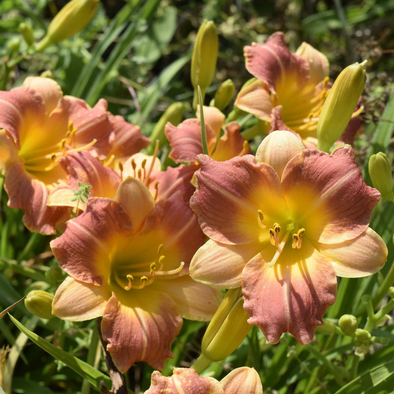 Prairie Blossoms Daylily from Oakes Daylilies