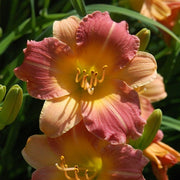 Prairie Blossoms Daylily from Oakes Daylilies