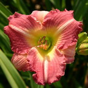 Preppy Pink Daylily from Oakes Daylilies