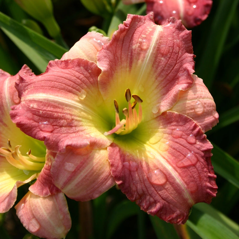 Preppy Pink Daylily from Oakes Daylilies