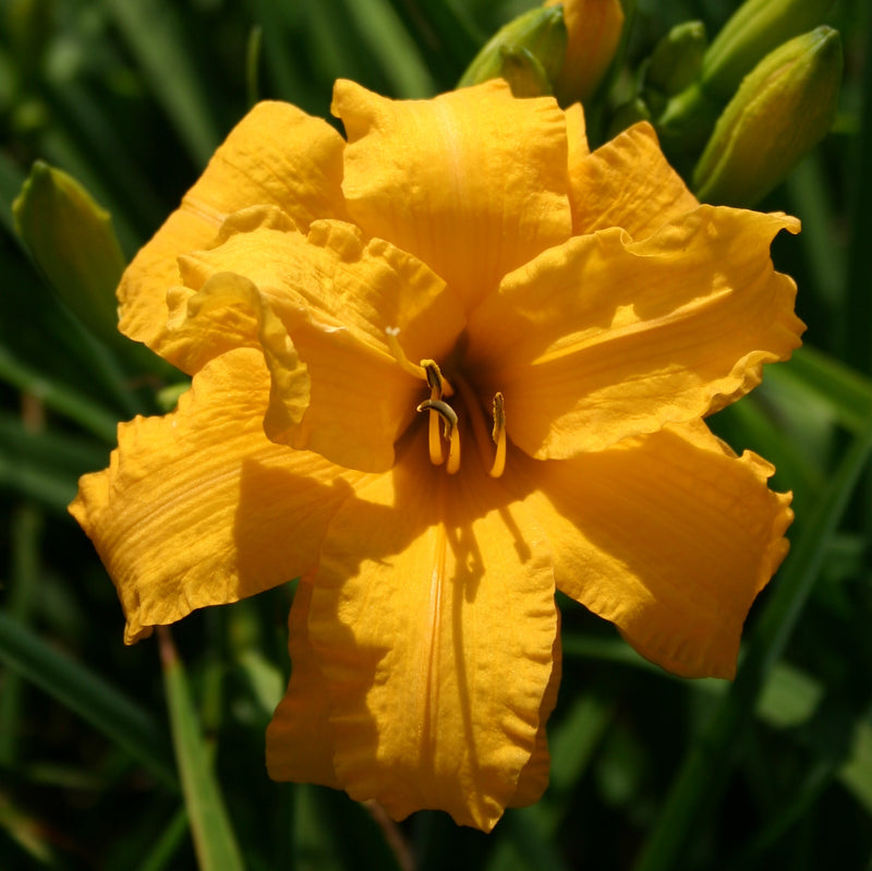 Prester John Daylily from Oakes Daylilies