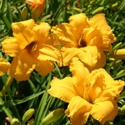 Prester John Daylily from Oakes Daylilies