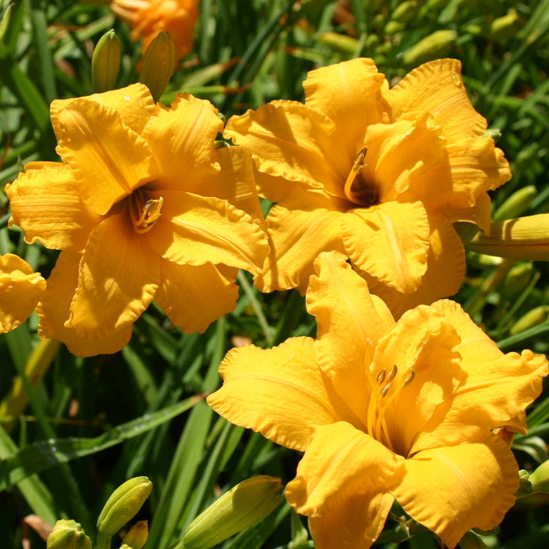 Prester John Daylily from Oakes Daylilies