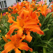 Primal Scream Daylily from Oakes Daylilies