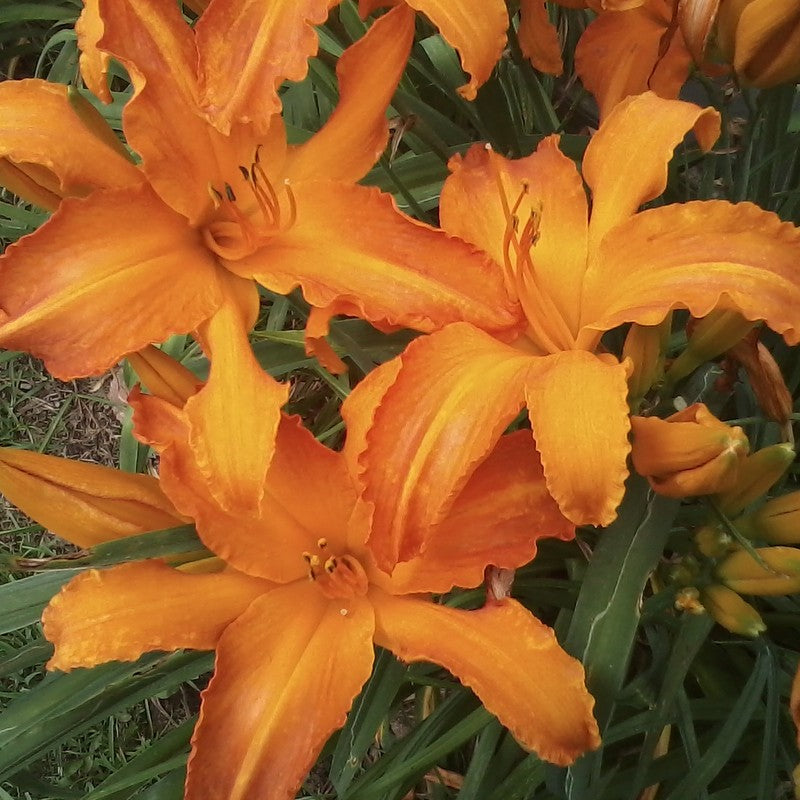 Primal Scream Daylily| Big Bold & Beautiful | Oakes Daylilies