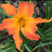 Primal Scream Daylily from Oakes Daylilies