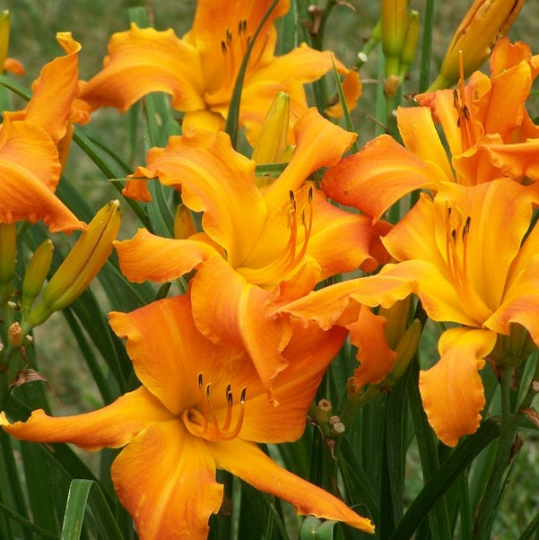 Primal Scream Daylily| Big Bold & Beautiful | Oakes Daylilies