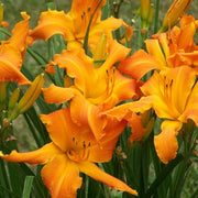 Primal Scream Daylily from Oakes Daylilies