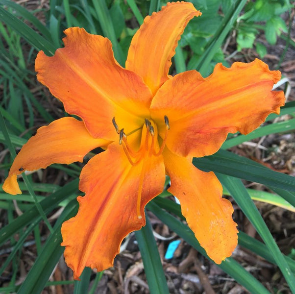 Primal Scream Daylily| Big Bold & Beautiful | Oakes Daylilies