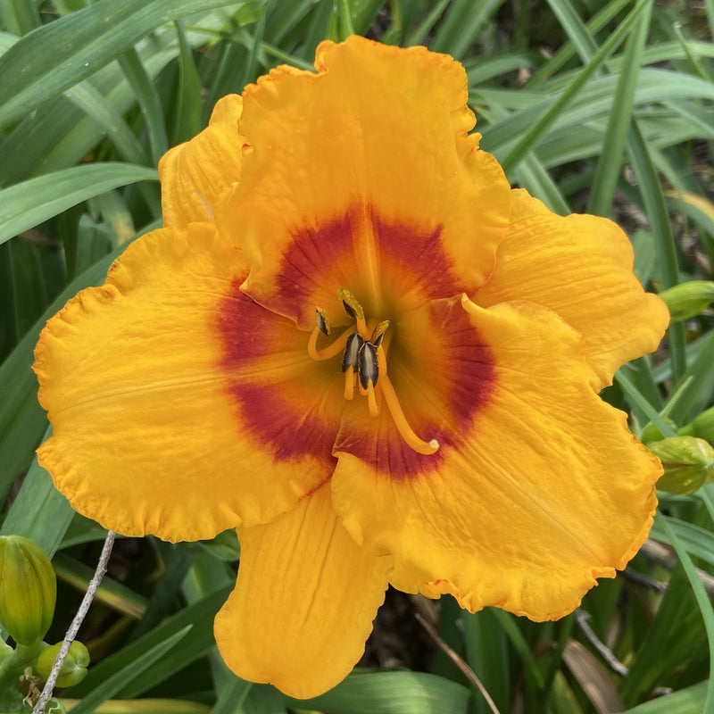Pumpkin Moonshine Daylily from Oakes Daylilies