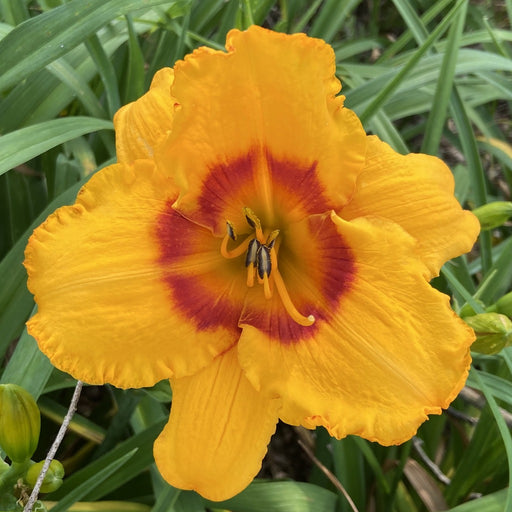 Pumpkin Moonshine Daylily from Oakes Daylilies