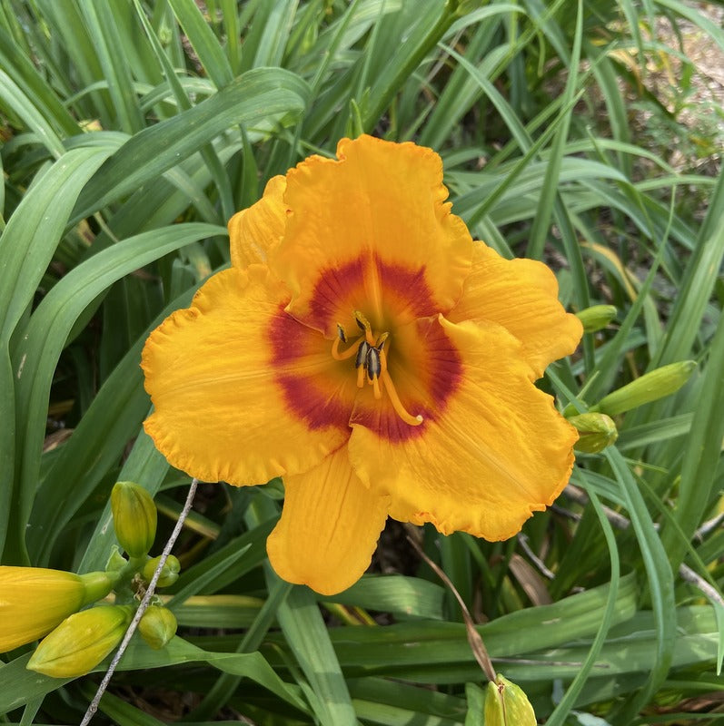 Pumpkin Moonshine Daylily from Oakes Daylilies