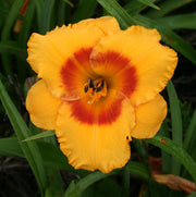 Pumpkin Moonshine Daylily from Oakes Daylilies