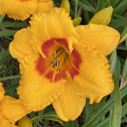 Pumpkin Moonshine Daylily from Oakes Daylilies