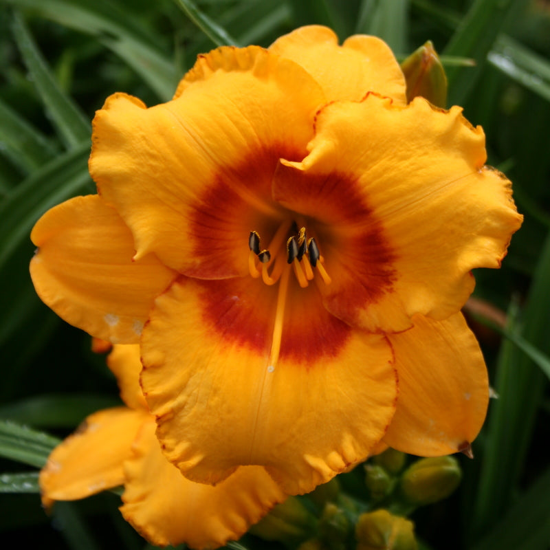 Pumpkin Moonshine Daylily from Oakes Daylilies