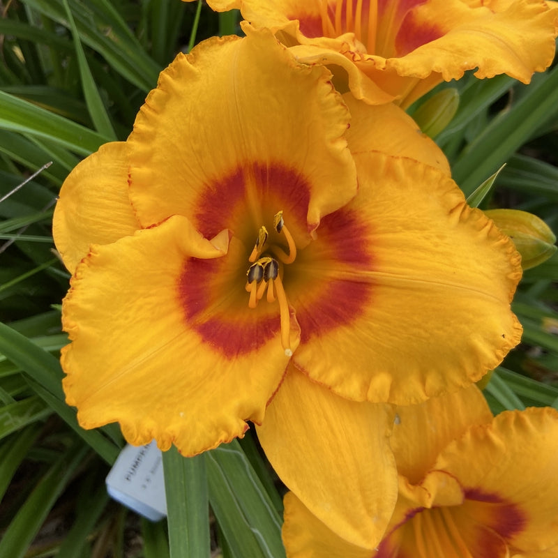 Pumpkin Moonshine Daylily from Oakes Daylilies