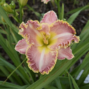 Purdy Rich Daylily from Oakes Daylilies