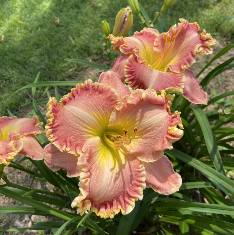 Purdy Rich Daylily| Fancy & Carefree | Oakes Daylilies