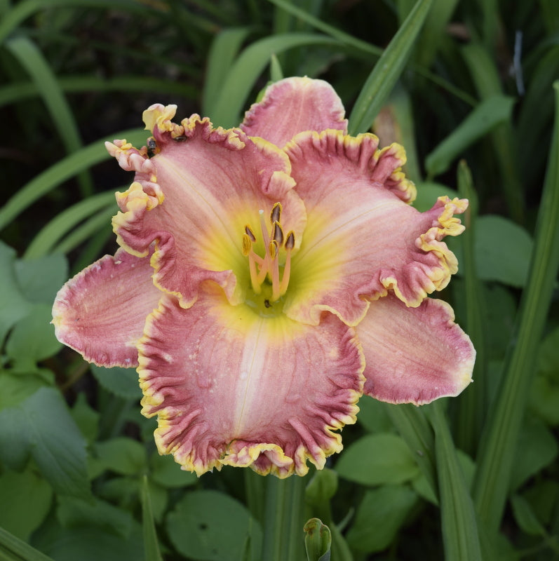 Purdy Rich Daylily| Fancy & Carefree | Oakes Daylilies