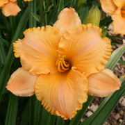 Pure and Simple Daylily from Oakes Daylilies