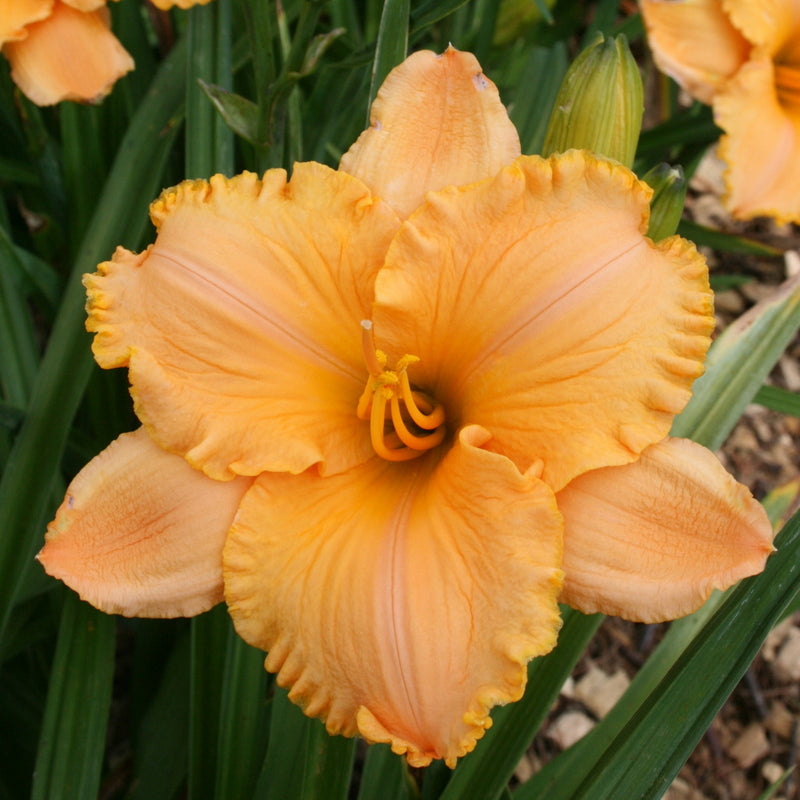 Pure and Simple Daylily from Oakes Daylilies