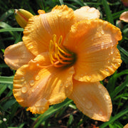 Pure and Simple Daylily from Oakes Daylilies