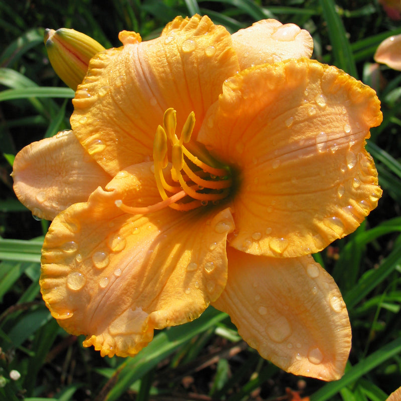 Pure and Simple Daylily from Oakes Daylilies
