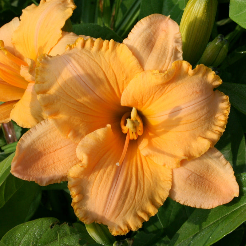Pure and Simple Daylily from Oakes Daylilies