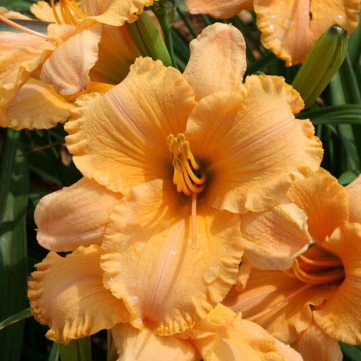 Pure and Simple Daylily from Oakes Daylilies