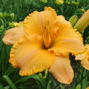 Pure and Simple Daylily from Oakes Daylilies
