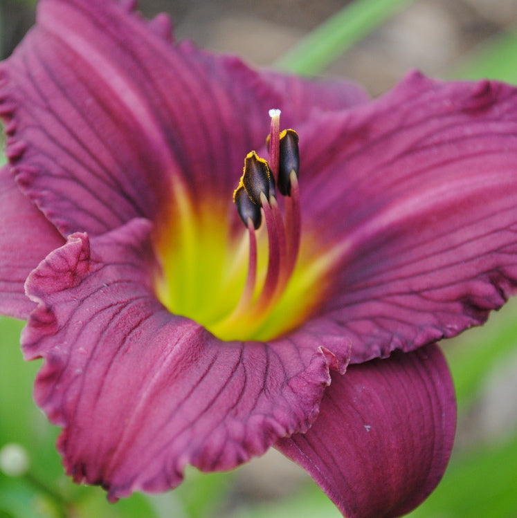 Purple De Oro Daylily Reblooming Beauty Oakes Daylilies Purple De Oro Daylily Reblooming Beauty Oakes Daylilies