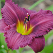 Purple De Oro from Oakes Daylilies
