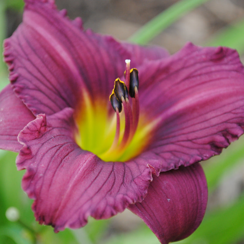 Purple De Oro from Oakes Daylilies