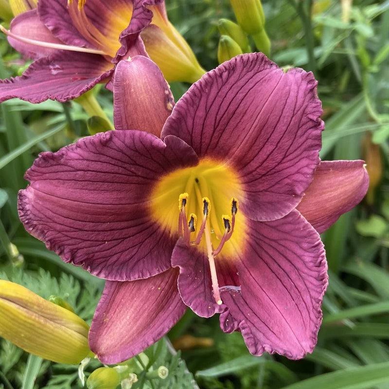 Purple De Oro from Oakes Daylilies