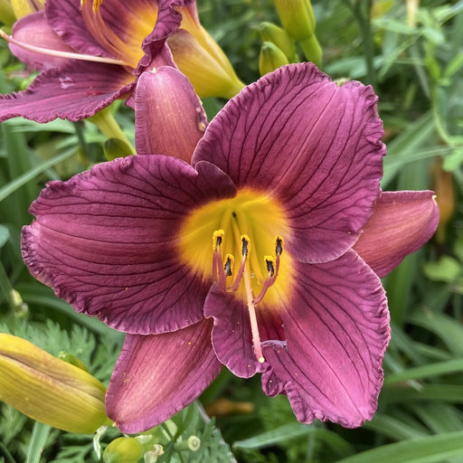 Purple De Oro from Oakes Daylilies
