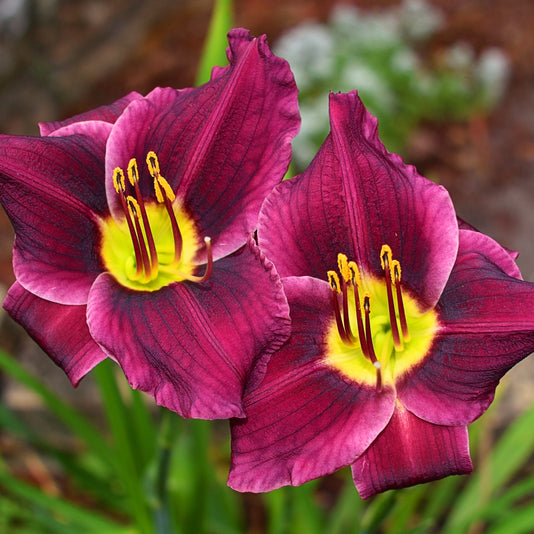 Purple De Oro Daylily Reblooming Beauty Oakes Daylilies Purple De Oro Daylily Reblooming Beauty Oakes Daylilies