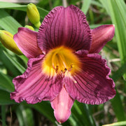Purple De Oro from Oakes Daylilies