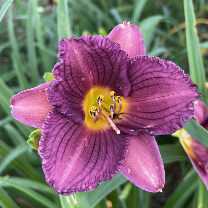 Purple De Oro Daylily