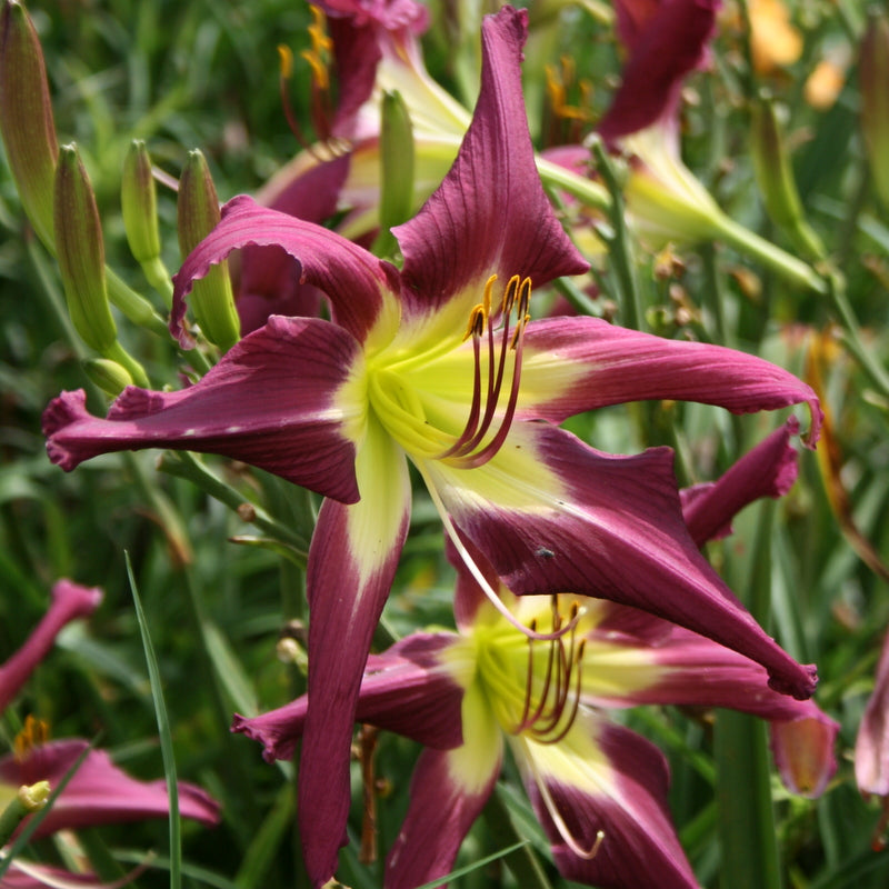 Purple Many Faces Daylily from Oakes Daylilies