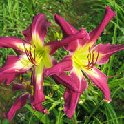 Purple Many Faces Daylily from Oakes Daylilies