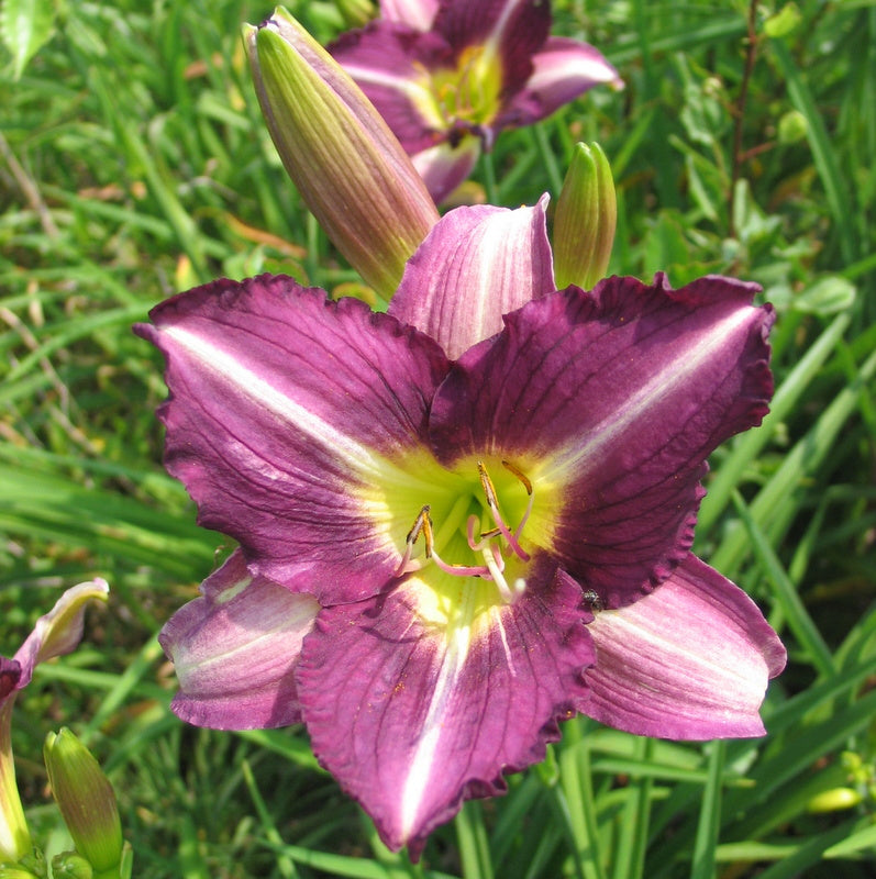Purple Pinwheel Daylily from Oakes Daylilies