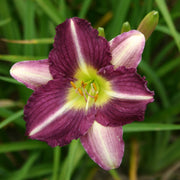 Purple Pinwheel Daylily from Oakes Daylilies