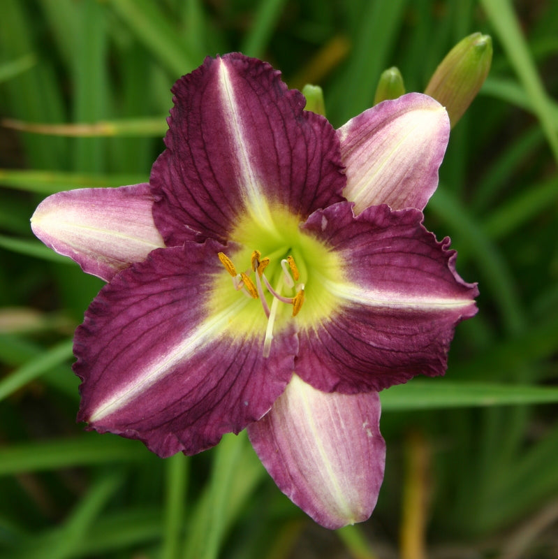 Purple Pinwheel Daylily from Oakes Daylilies