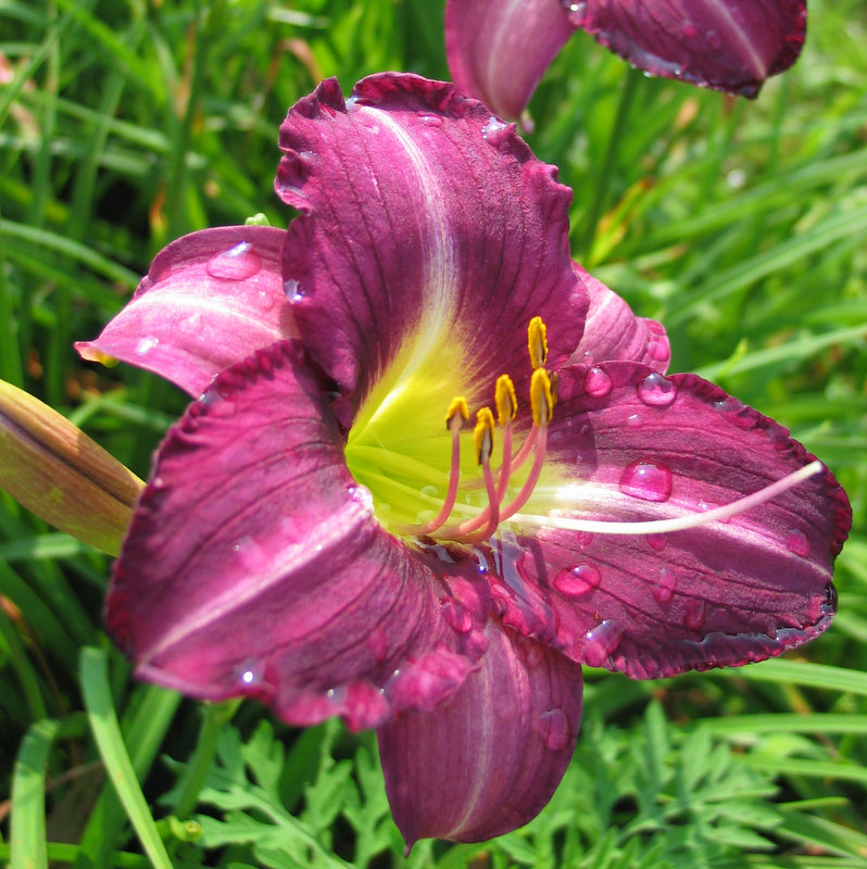 Purple Pinwheel Daylily from Oakes Daylilies