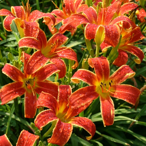 Puzzling Prize Daylily from Oakes Daylilies
