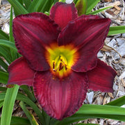 Pygmy Plum Daylily from Oakes Daylilies