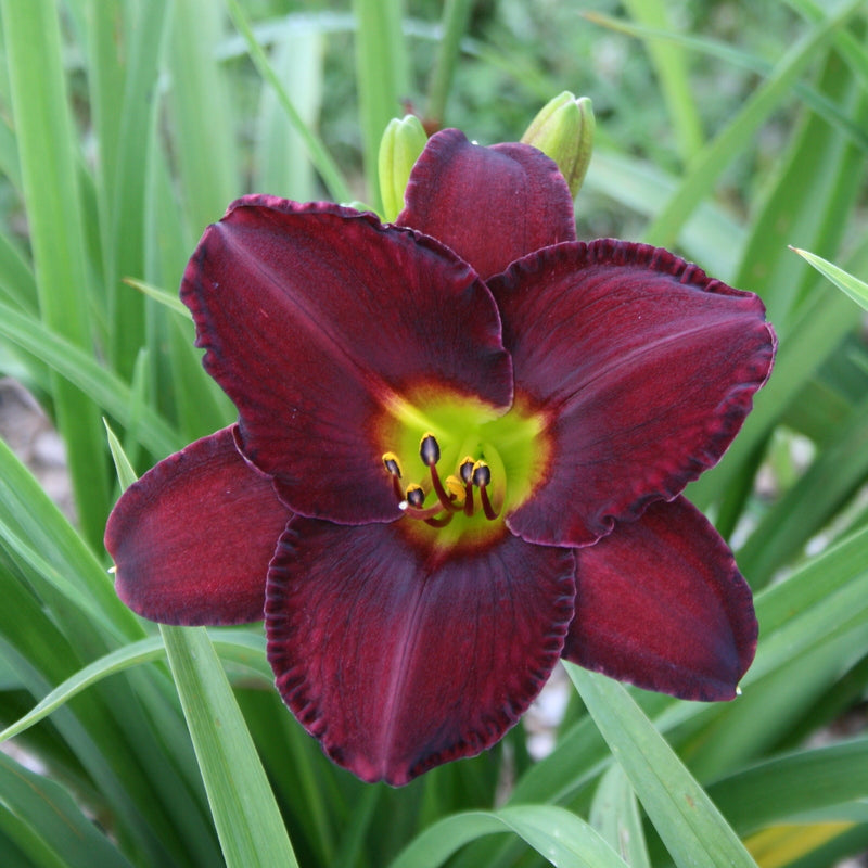 Pygmy Plum Daylily from Oakes Daylilies