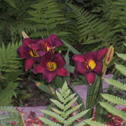 Pygmy Plum Daylily from Oakes Daylilies