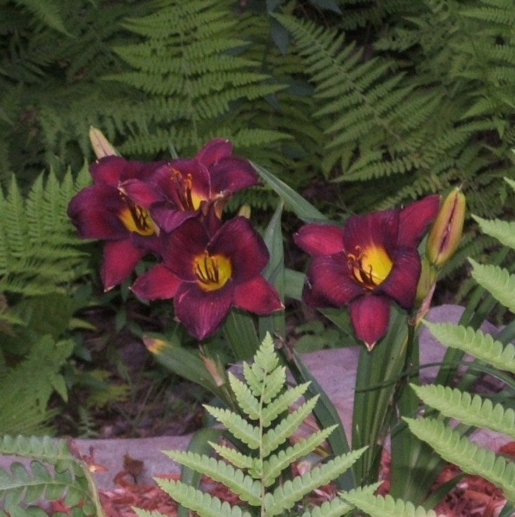 Pygmy Plum Daylily from Oakes Daylilies