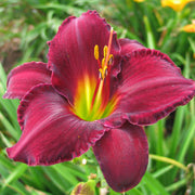 Pygmy Plum Daylily from Oakes Daylilies